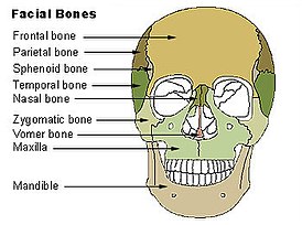 Illu Facial Bones.jpg