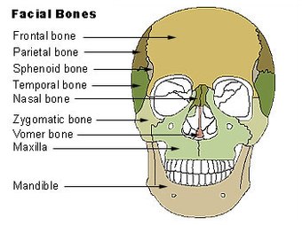 Illu facial bones.jpg