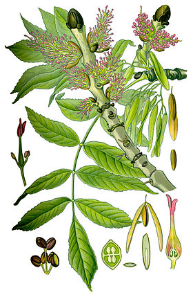 Illustration Fraxinus excelsior1.jpg