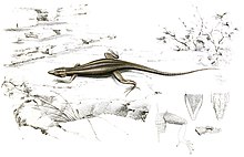 Illustrationen der Zoologie Südafrikas (6263337715), weißer Hintergrund.jpg