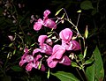 Миниатюра для Файл:Impatiens glandulifera pic1.jpg