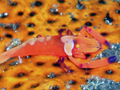 Imperial Shrimp (2 cm) 1.png