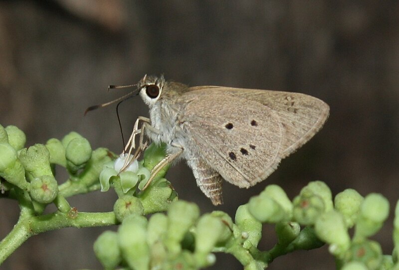 File:Indian Palm Bob (Suastus gremius). Thane, Maharashtra..jpg