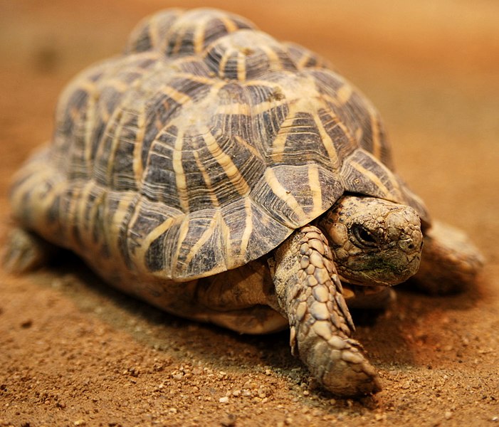 File:Indian Star Tortoise Tennoji.jpg