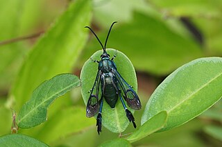 Macrotarsipus similis