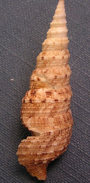 Iotyrris cingulifera 002.jpg