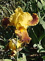 116)Iris, "Sig. Na. Chiara B.", Jardin des Iris au Jardin des Plantes de Paris. 13 juin 2010