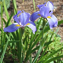 Iris korolkowii var. Violacea-IMG 6522.JPG