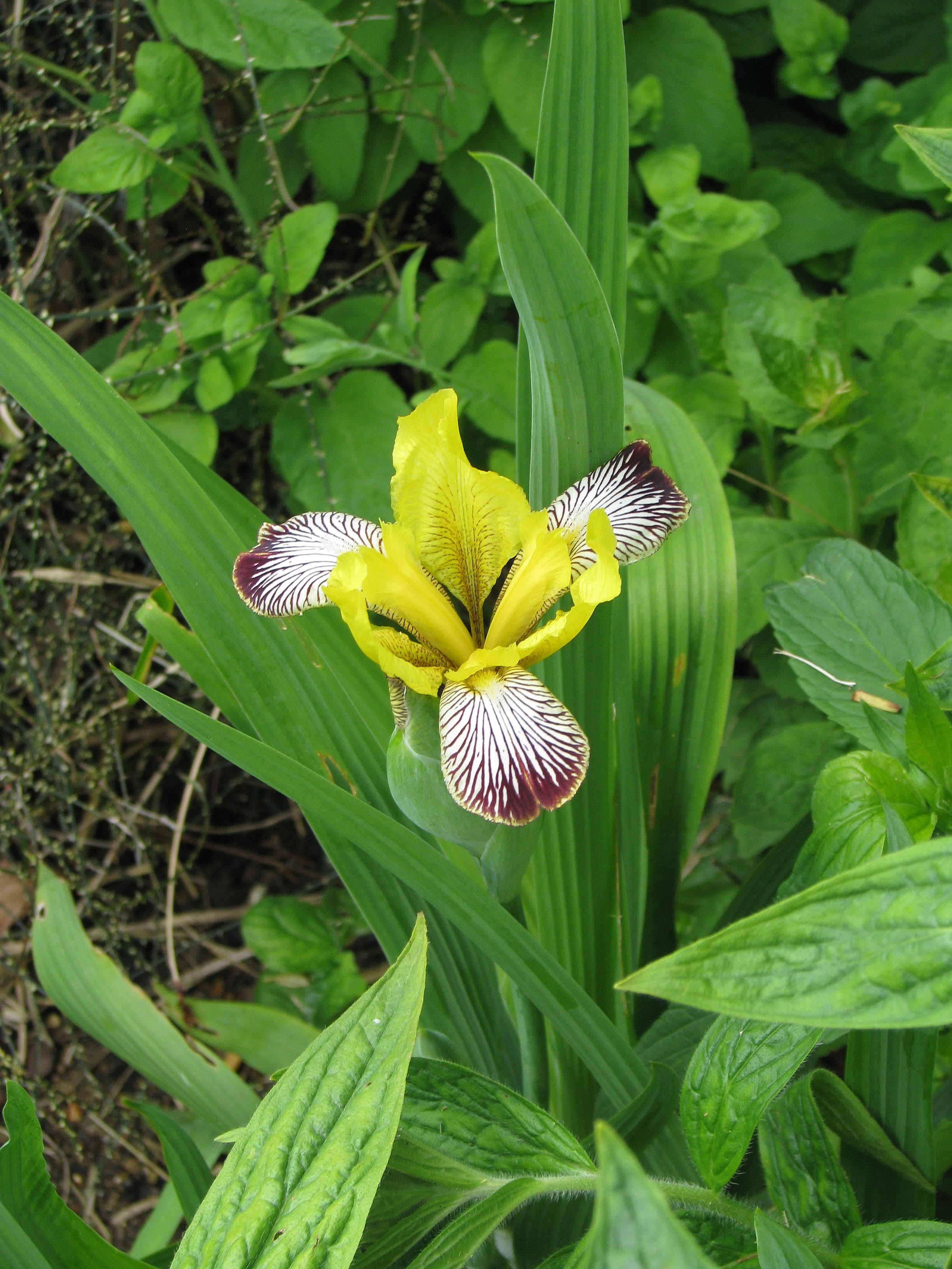 Iris variegatus (14117439958).jpg