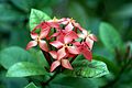 Ixora coccinea.jpg