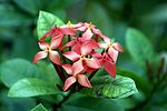 Thumbnail for Ixora coccinea