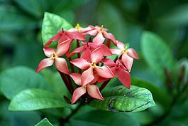 Ixora coccinea