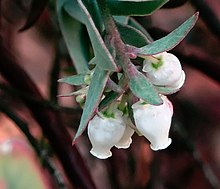 J20171207-0040--Arctostaphylos luciana--RPBG--DxO (38014740295).jpg