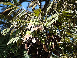 Machaerium villosum (Brazília, São Paulo