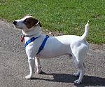 Jack Russell Terrier in Park.jpg