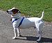 Jack Russell Terrier in Park.jpg