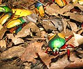 Jade-headed Buffalo Beetle