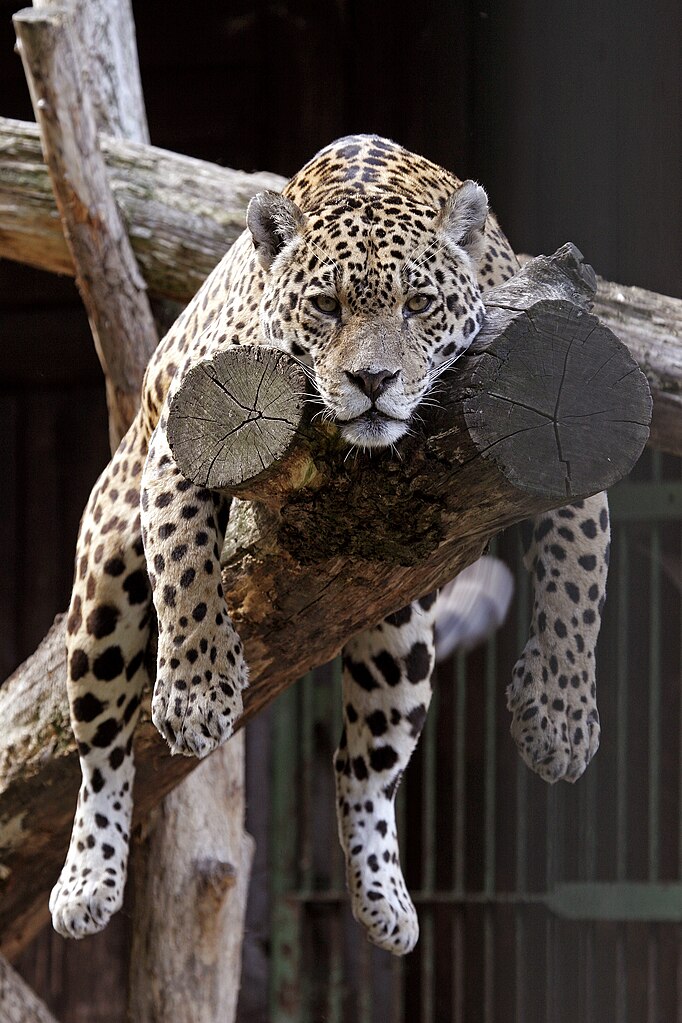 File:Jaguar sitting small.jpg - Wikimedia Commons