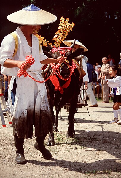 File:Japan, Osaka, Ō-taue Matsuri, young cow 8.jpg