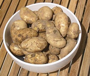 Jersey Royal-potatis.