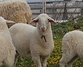 Jerusa-Lamb-8 (8500943958).jpg