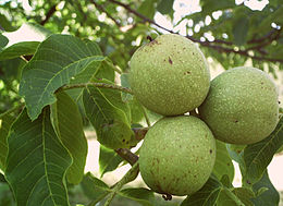 Graikinis riešutmedis (Juglans regia)