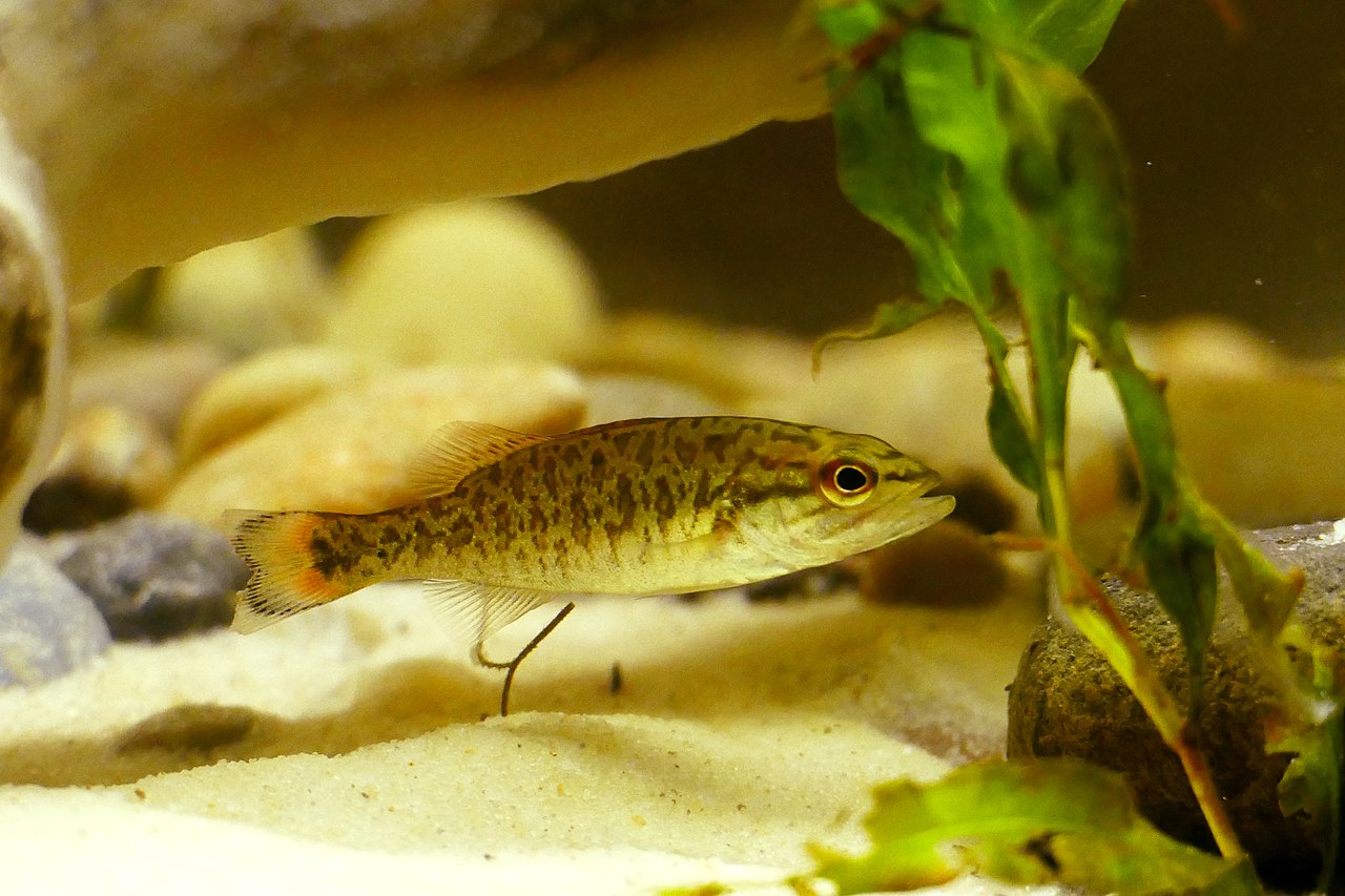 File:Juvenile Smallmouth Bass (Micropterus dolomieu).jpg - Wikipedia