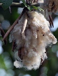 Kapok, the tree with the silk cotton