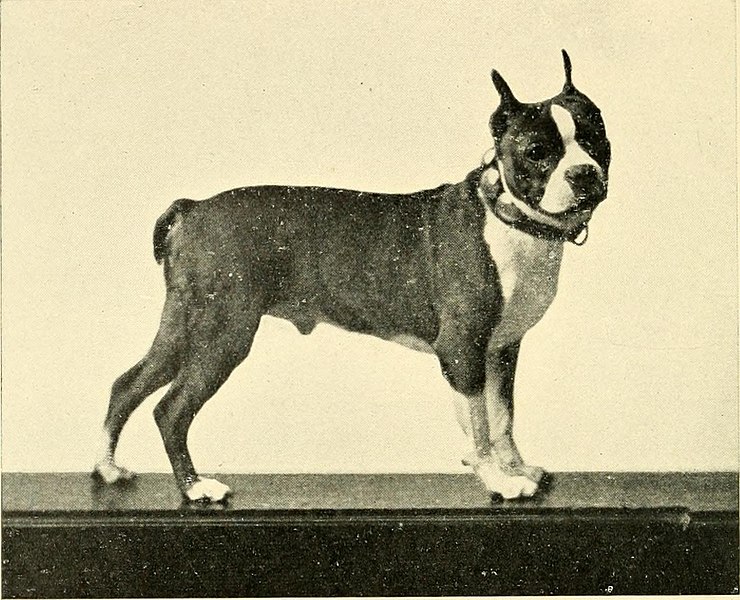 File:Kennel secrets - how to breed, exhibit, and mannage dogs (1904) (14770140701).jpg