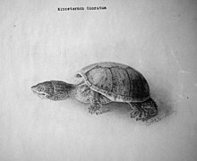 Kinosternon odoratum bw.jpg