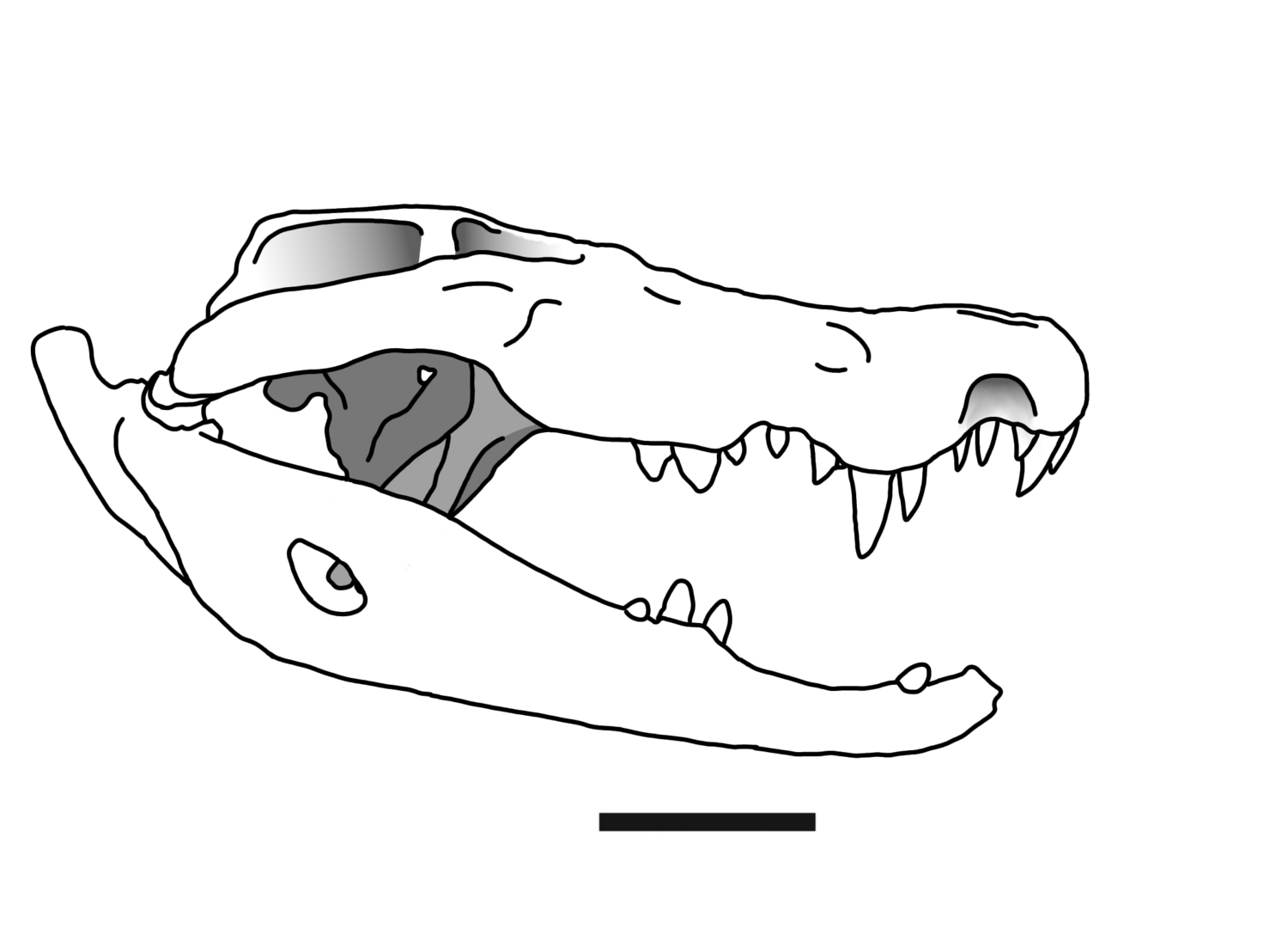 Crocodylia – Wikipédia, a enciclopédia livre