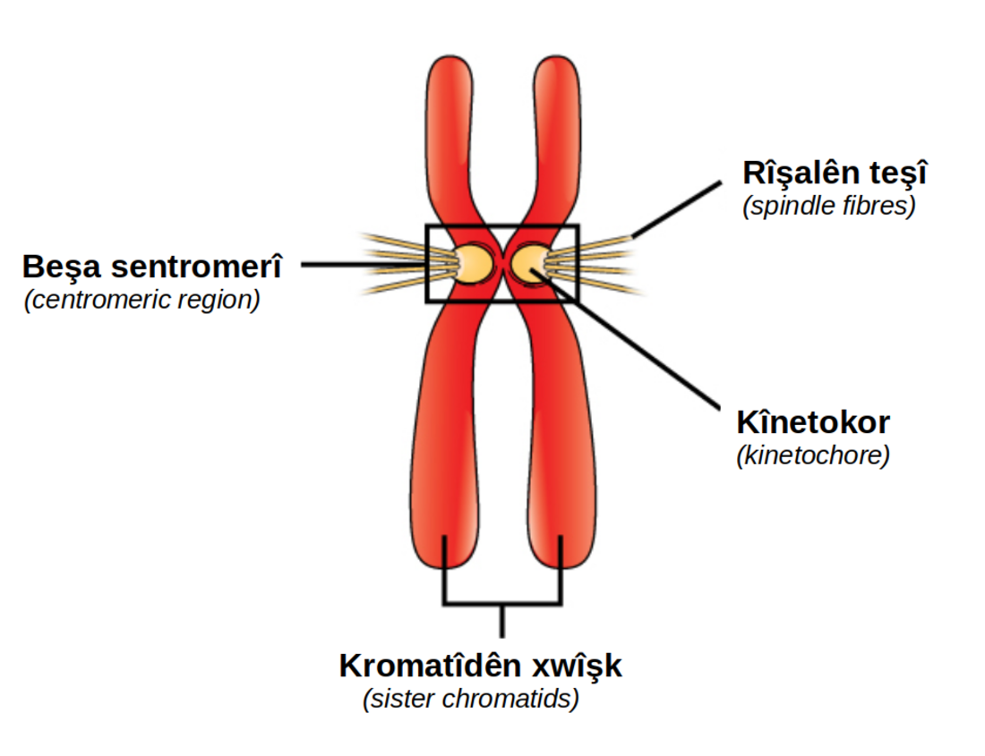 Sentromer