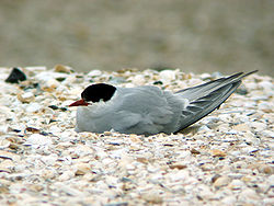 Küstenseeschwalbe auf dem Amrumer Kniepsand