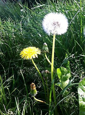 Samen und Blüte des Löwenzahn (Taraxacum)