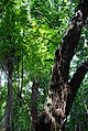 Lush greenery at the zoo