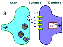 More neurotransmitters. LTP Third Stage.png