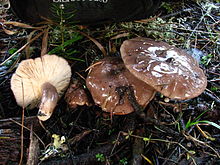 "Lactarius pseudomucidus" ditemukan di Mendocino, California