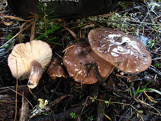 <i>Lactarius pseudomucidus</i> Species of fungus