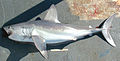 porbeagle