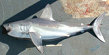 Side view of a gray torpedo-shaped shark with a pointed snout and a crescent-shaped tail