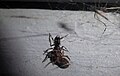 Weibchen mit erbeuteter Hauskräuselspinne in ihrem Netz