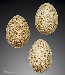 Eggs of Lanius meridionalis - MHNT Lanius meridionalis MHNT.ZOO.2010.11.211.jpg