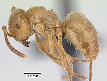 Lasius sabularum casent0172705 profil 1.jpg