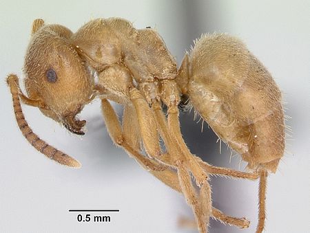 Lasius_sabularum