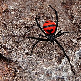 Latrodectus curacaviensis