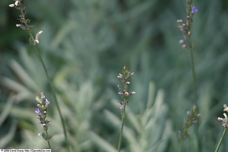 File:Lavandula x intermedia 1zz.jpg