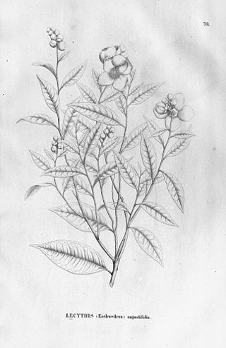 <i>Eschweilera compressa</i> Species of flowering plant