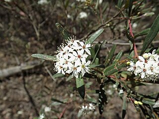 <i>Leionema obtusifolium</i> Species of shrub