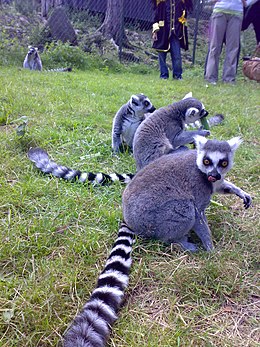 Kattalemurer (Lemur catta) er tillidsfulde. Her fra Kristiansand Dyrepark