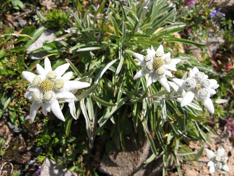 File:Leontopodium alpinum 0027.JPG